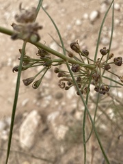 Asclepias engelmanniana