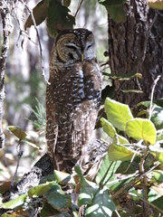 Strix occidentalis lucida