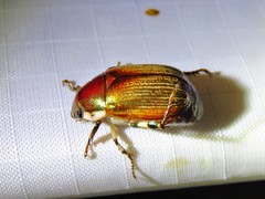 Callistethus marginatus