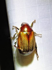 Callistethus marginatus
