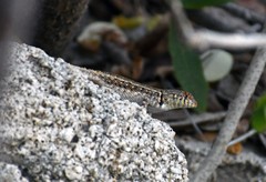 Sceloporus pyrocephalus