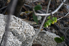 Sceloporus pyrocephalus