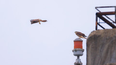 Falco tinnunculus