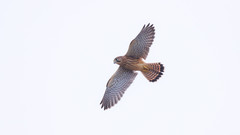 Falco tinnunculus