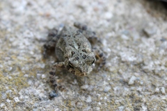Anaxyrus fowleri