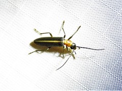 Oxycopis mimetica