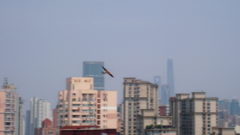 Falco tinnunculus