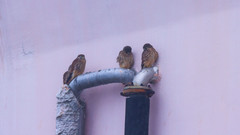 Falco tinnunculus