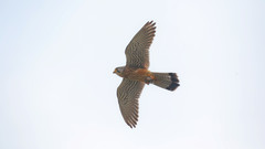 Falco tinnunculus