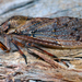 Tettigarcta tomentosa - Photo (c) Simon Grove, algunos derechos reservados (CC BY-NC), subido por Simon Grove