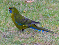 Platycercus caledonicus