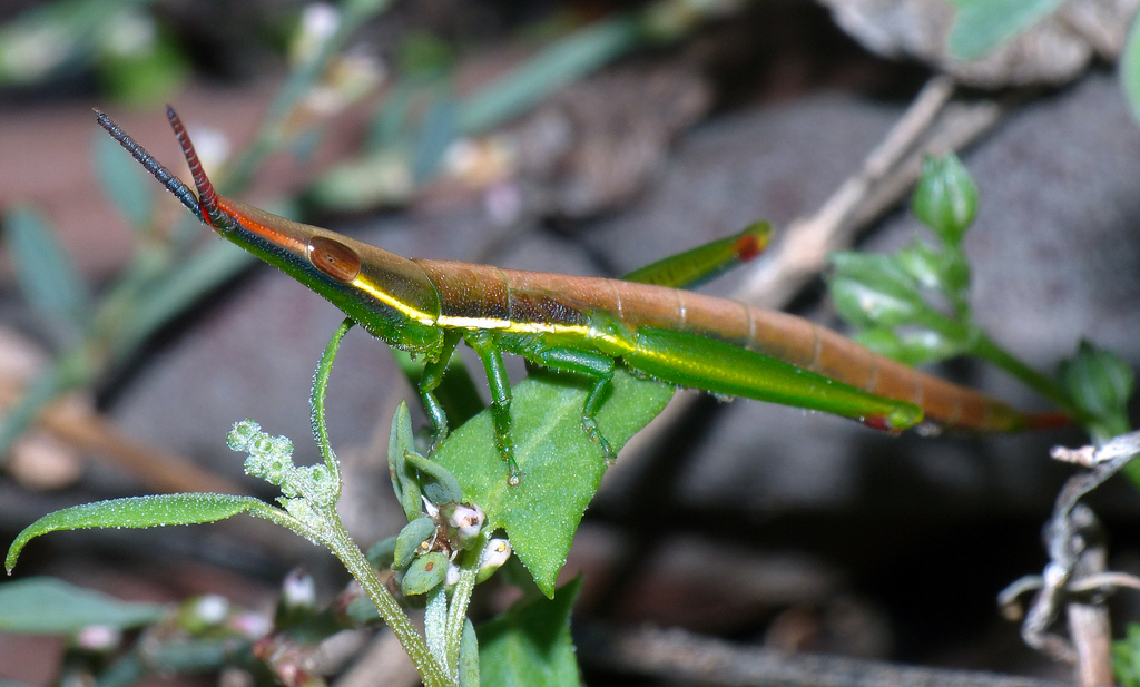 Common Psednura