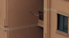 Falco tinnunculus