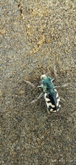 Cicindela latesignata
