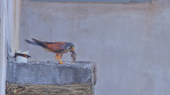 Falco tinnunculus