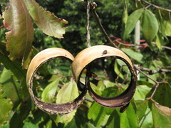 Calliandra trinervia