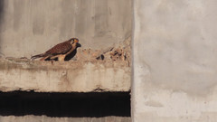 Falco tinnunculus