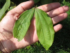 Calliandra trinervia