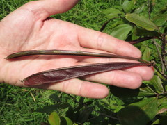 Calliandra trinervia