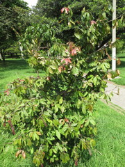 Calliandra trinervia