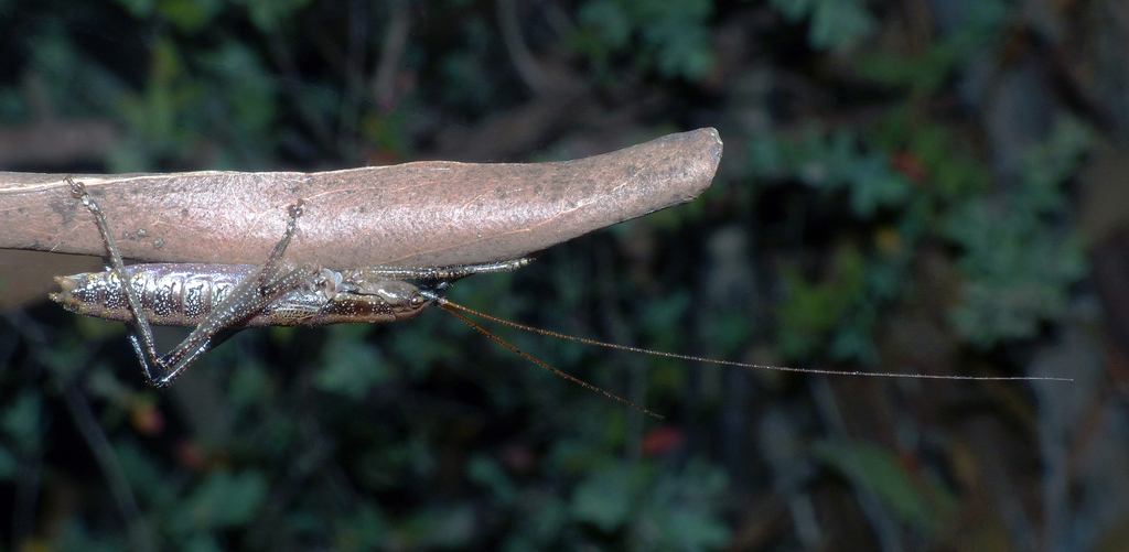 Tasmanian Woodland Katydid