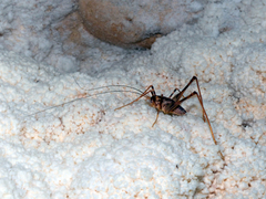 Cavernotettix flindersensis