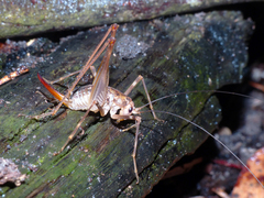 Cavernotettix flindersensis