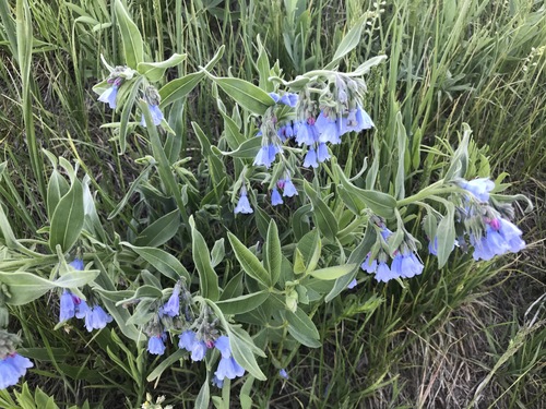Mertensia lanceolata