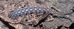 Ooperipatellus