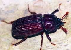 Syndesus cornutus