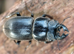 Lissotes vanderschoori