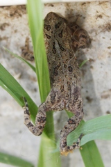 Anaxyrus fowleri
