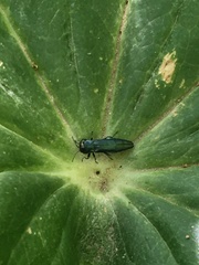Agrilus sulcicollis