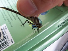 Phanogomphus borealis