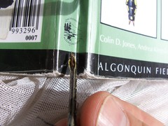 Phanogomphus borealis