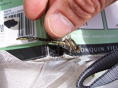 Phanogomphus borealis