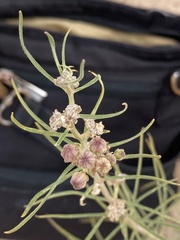 Asclepias engelmanniana