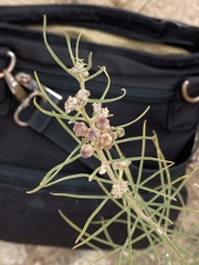 Asclepias engelmanniana
