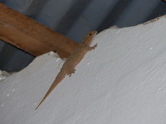 Tarentola parvicarinata