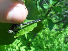 Phanogomphus borealis