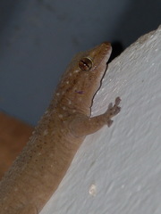 Tarentola parvicarinata