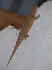 Tarentola parvicarinata