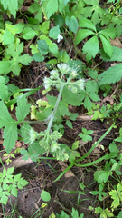 Hydrophyllum macrophyllum