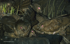 Steatornis caripensis