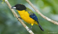 Anisognathus notabilis