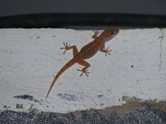 Tarentola parvicarinata