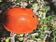 Paropsis augusta