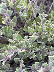 Acleisanthes