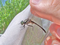 Hylogomphus adelphus