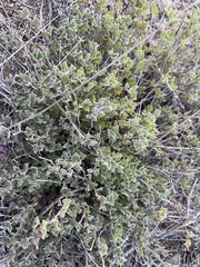 Acleisanthes